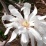 Magnolia kobus var. stellata 'royal Star'.jpg
